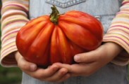 Tomato Record