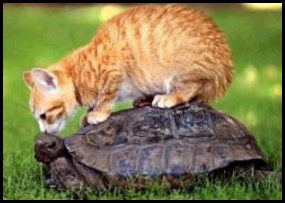 Funny picture of cat and tortoise.