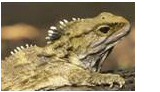 Tuatara