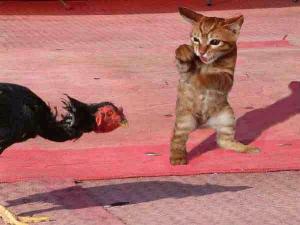Turkey and Cat Shadow Boxing