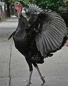 Funny Turkey Strutting