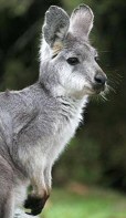 Wallaroo