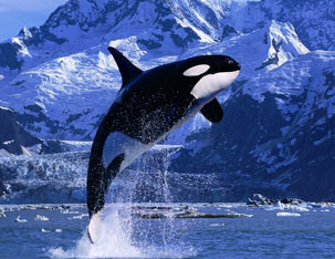 Spectacular Whale