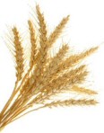 Thanksgiving Wheat Poem