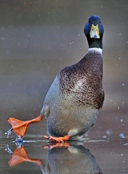 Whoops! Duck slide