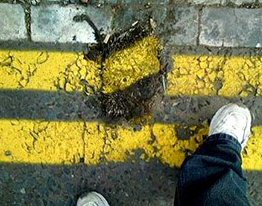 Yellow Line over Hedgehog