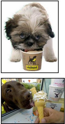 Ice-cream for dogs