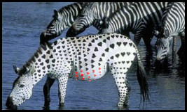 Zebra's Valentine