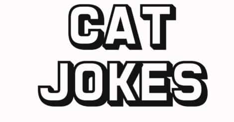 cat jokes