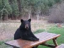 bear table