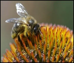 bee feeding