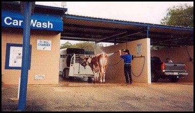 cow in car wash