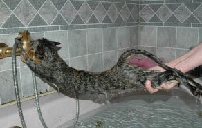 cat bath