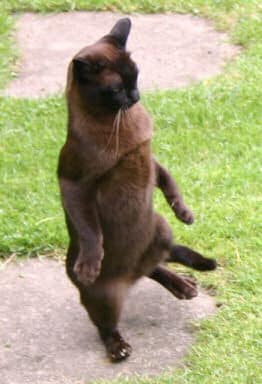 cat standing upright