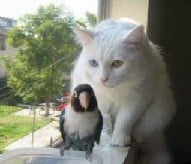 cat and bird