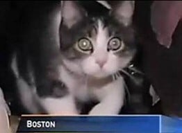 Boston cat