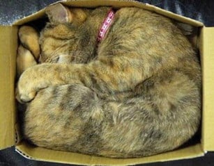 cat in box