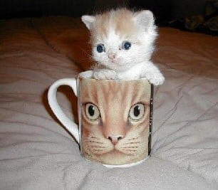 kitten in cup