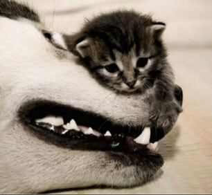 kitten on dogs jaw