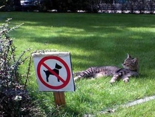 no dog sign and cat