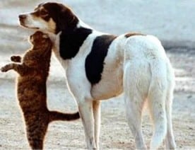 dog carrying cat