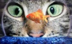 cat fish tank
