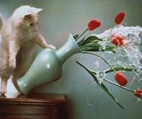 cat knocking over flower vase