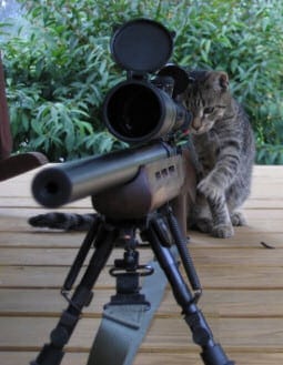 Cat and Gun