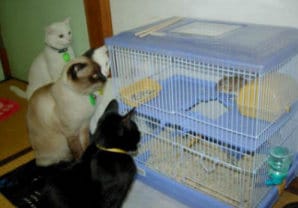 cat mouse in cage