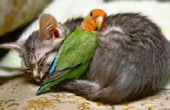 cat and parrot