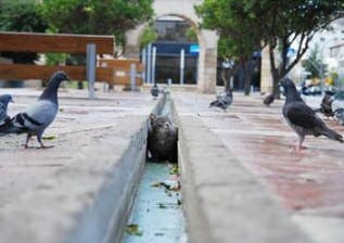 cat and pigeons