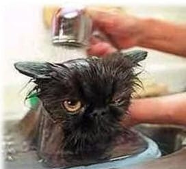 cat shampoo