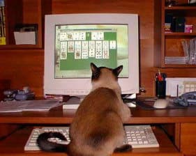 Cat playing solitaire on computer