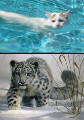 cats swimming