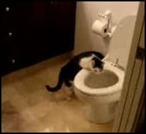 cat toilet