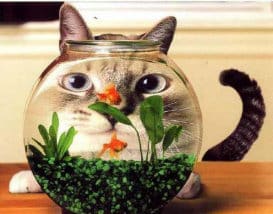 cat goldfish bowl