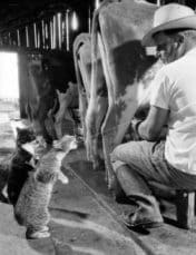cats milk cow