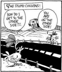 chicken stupid