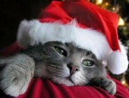 cat in Christmas hat