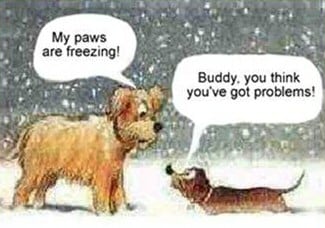 freezing dog cartoon