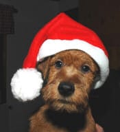 dog in christmas hat