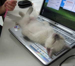 cat asleep on laptop