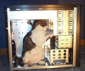 cat in computer