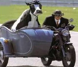 cow and motorbike