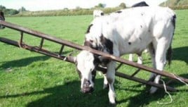 cow ladder