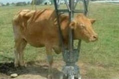 cow pylon