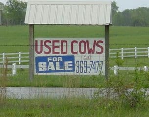 used cows sign