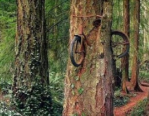 Bicycle in Tree