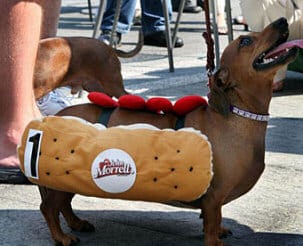 dog in hot dog costume