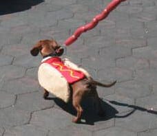 dog dressed as hot dog